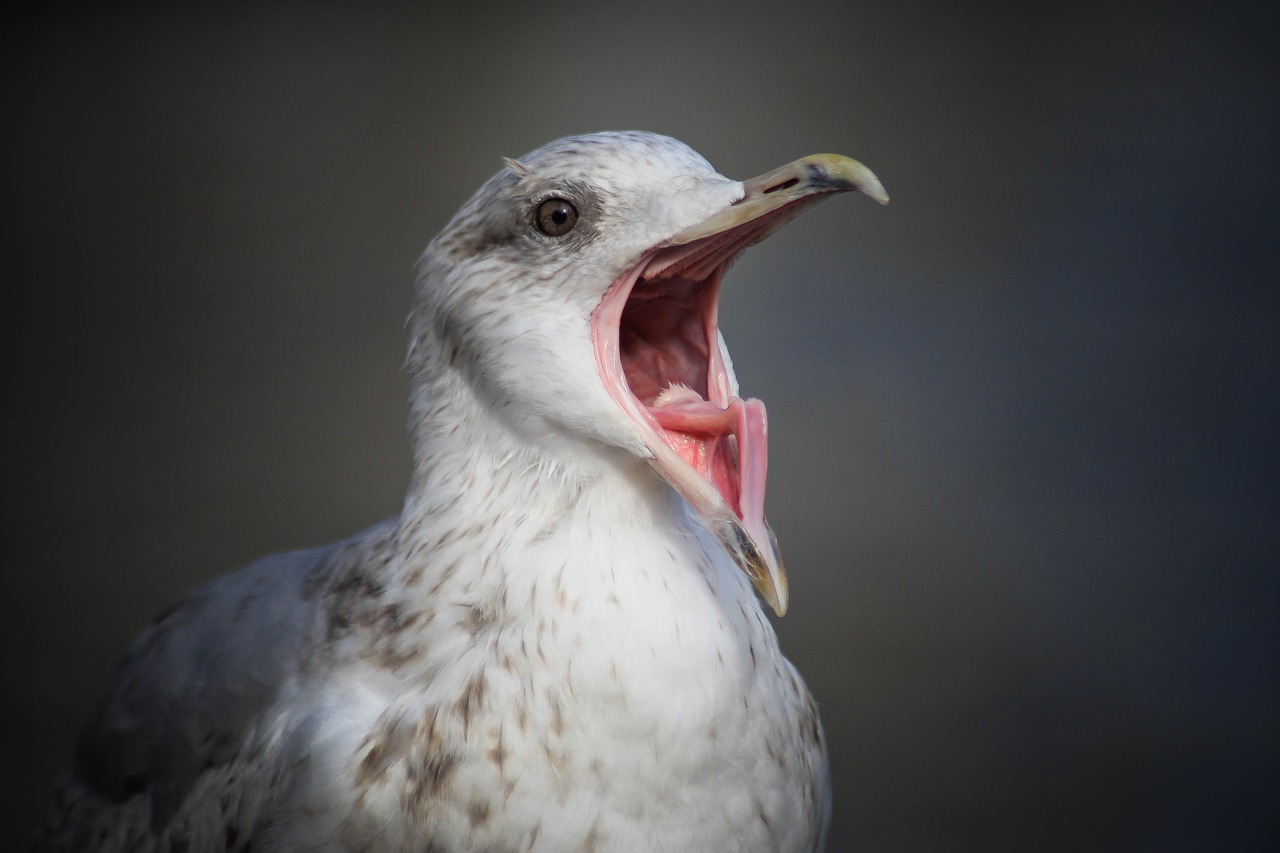 seagull elbe port free photo