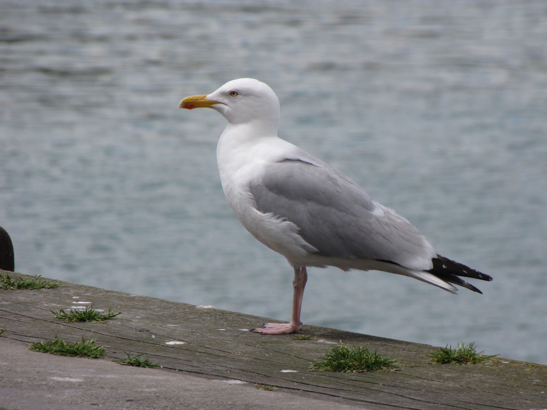 seagull bird sea free photo