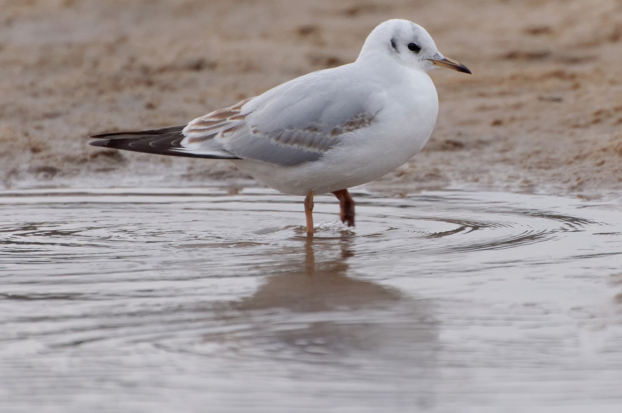 seagull water bird water free photo