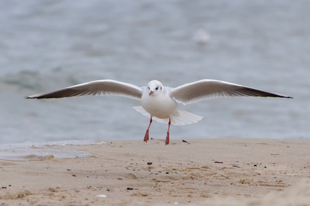 seagull water bird water free photo