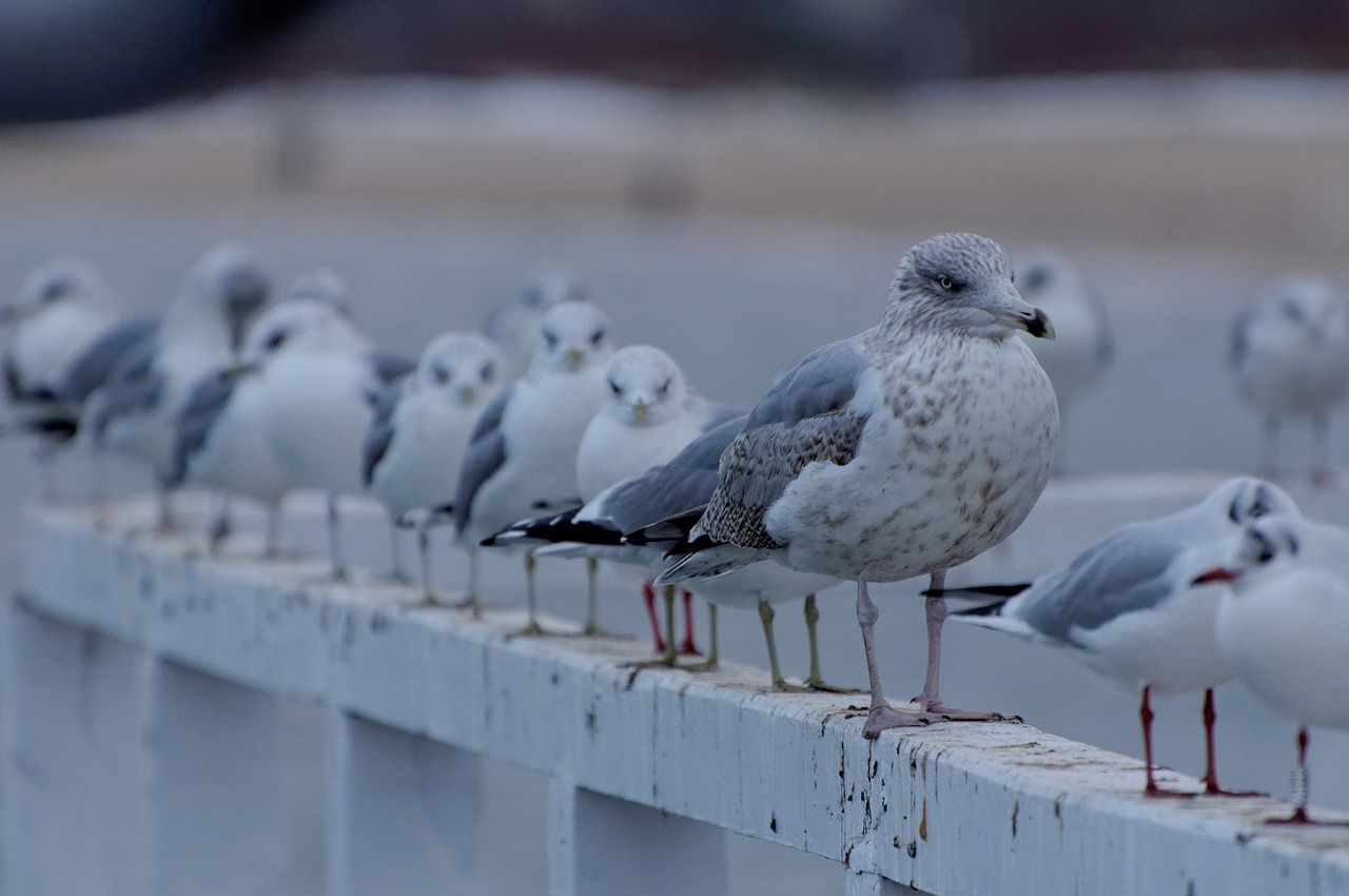 seagull water bird water free photo