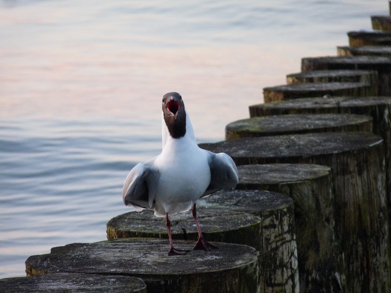 seagull baltic sea bird free photo