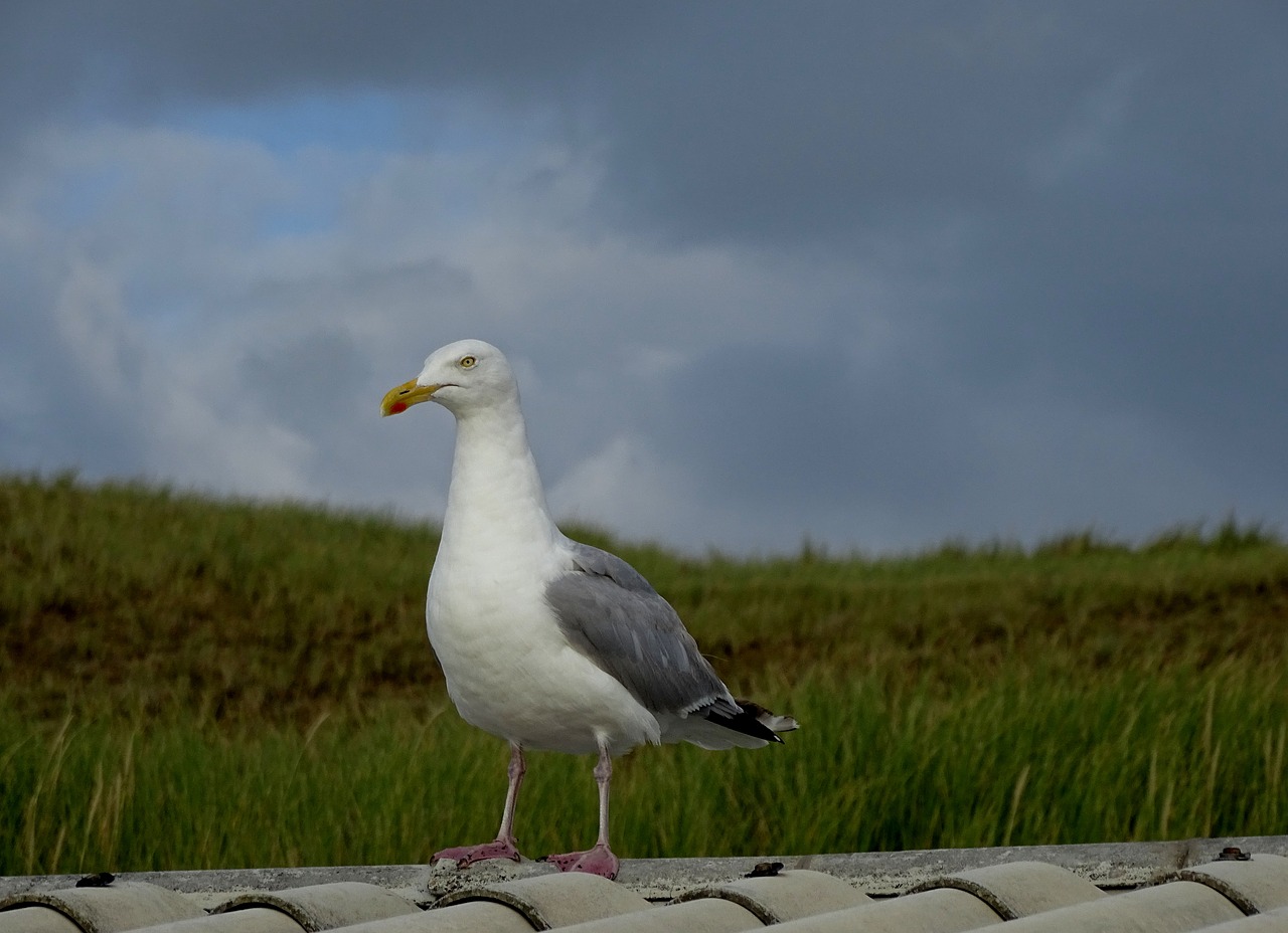 seagull beach roof free photo