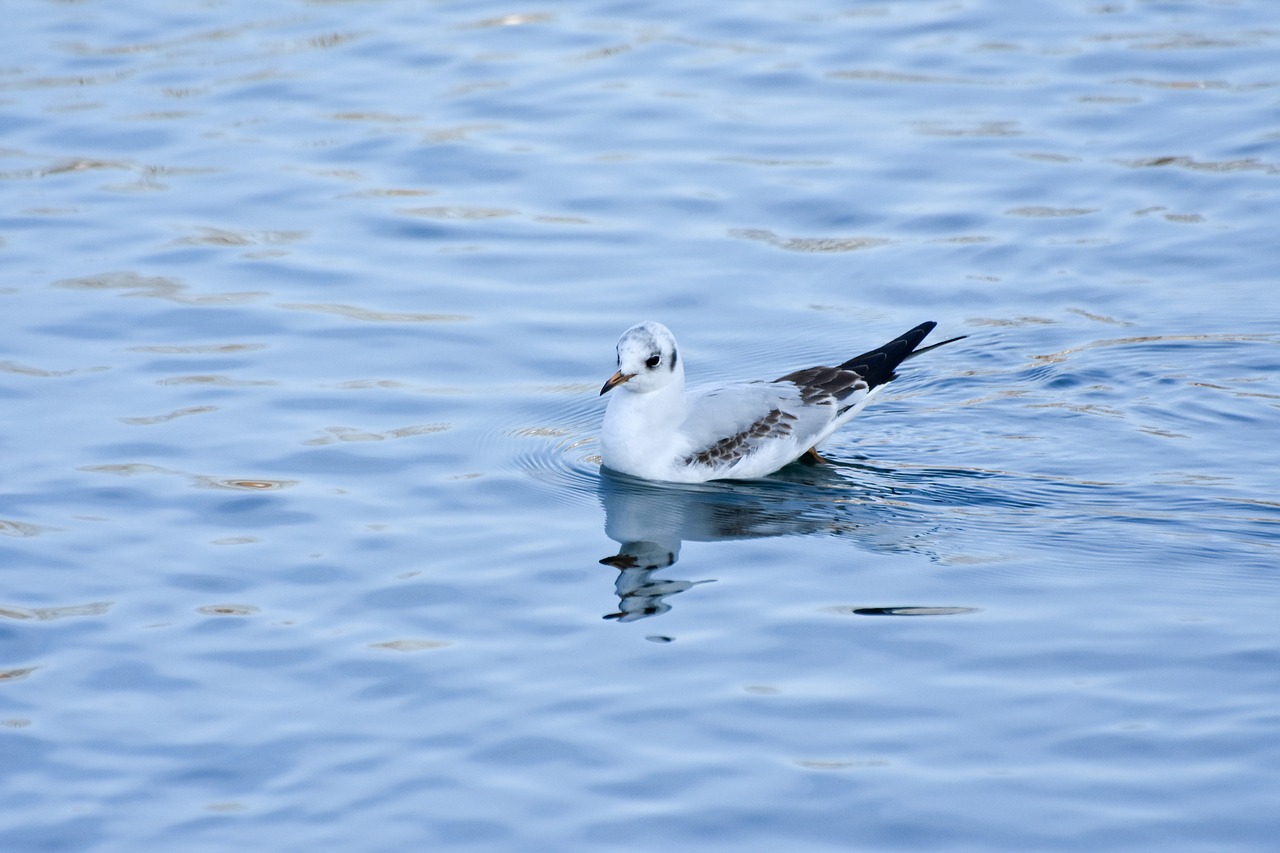 seagull water bird free photo