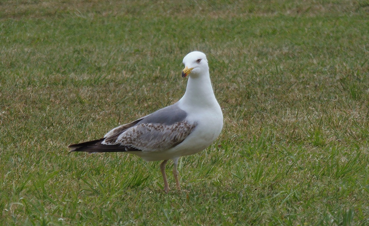 seagull ave animal free photo