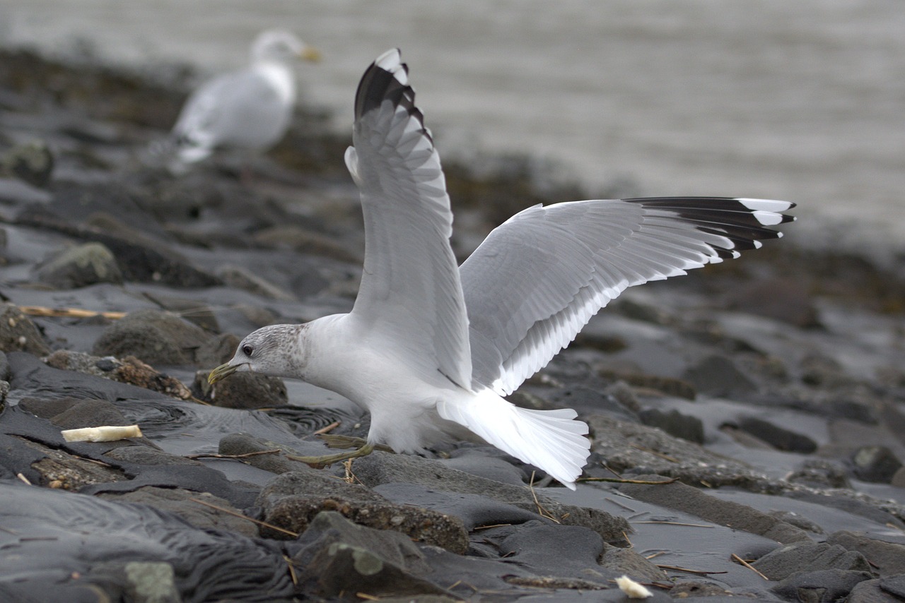 seagull herring gull bread free photo