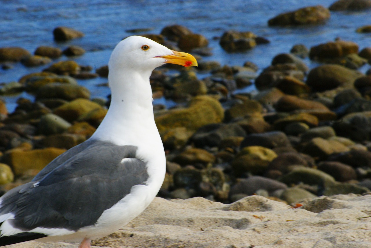 seagull beach sand free photo