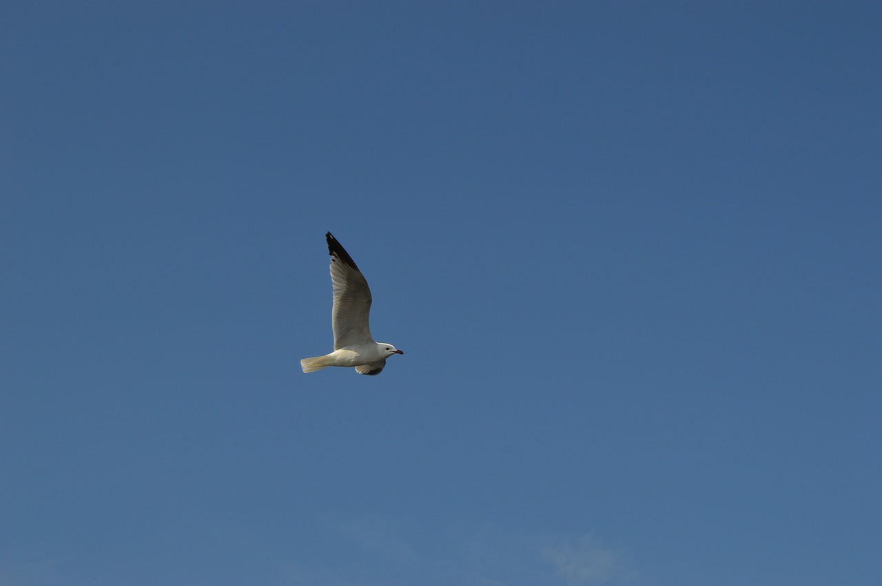 seagull sky ave free photo