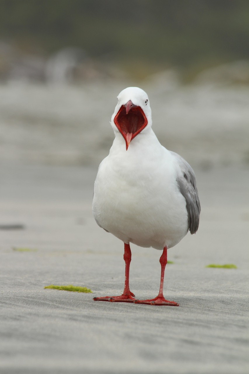 seagull bird mouth free photo