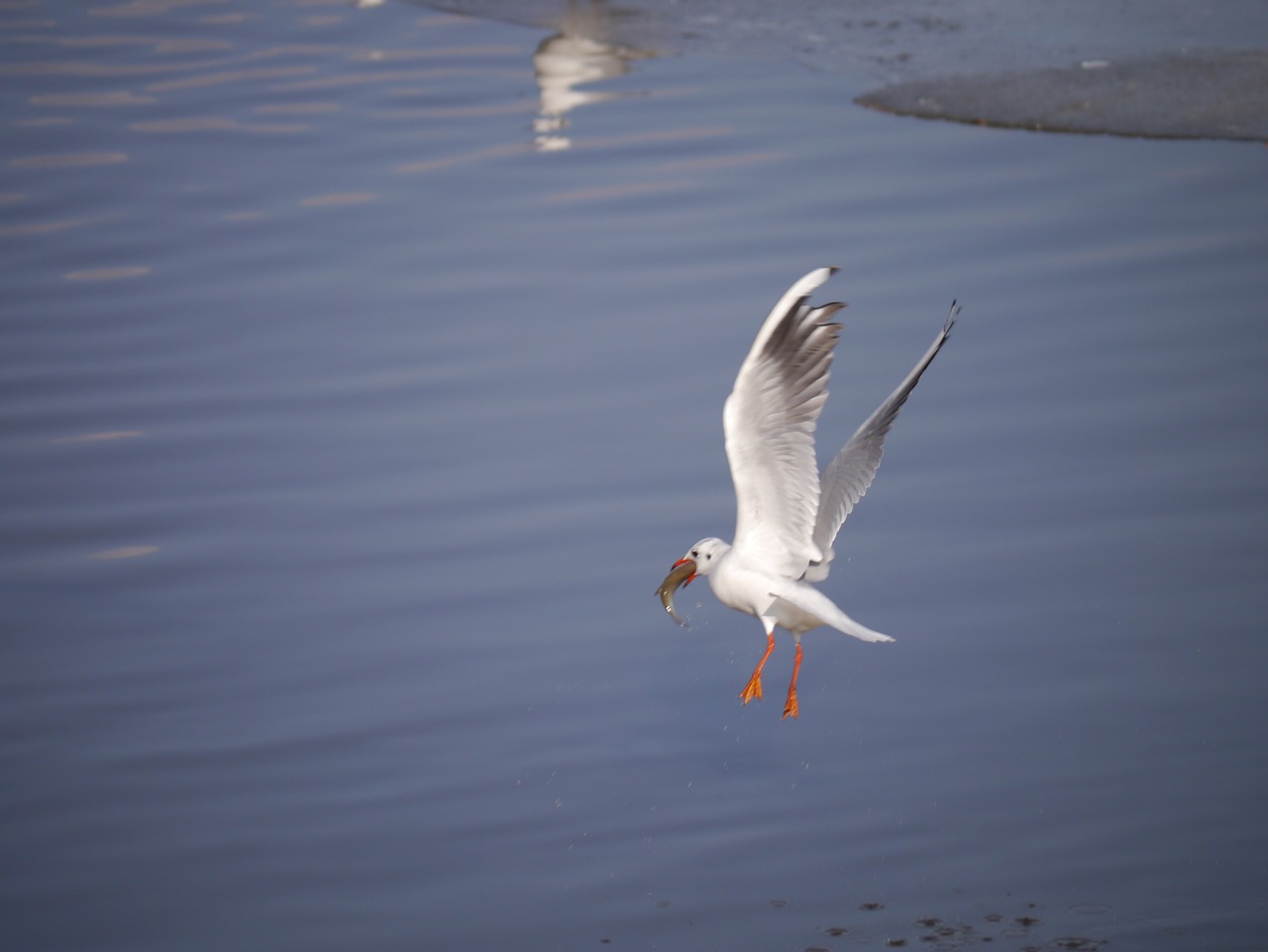 seagull bird danube free photo