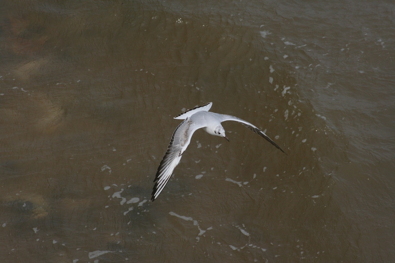 seagull gull bird free photo