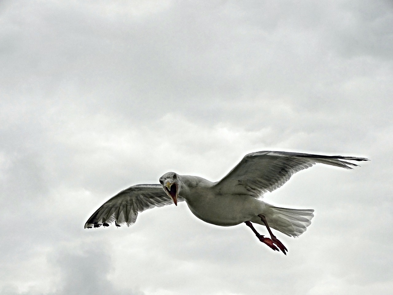 seagull flight seevogel free photo