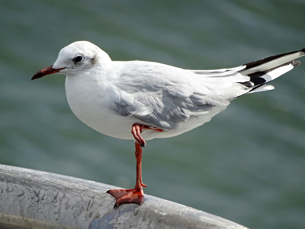 seagull seevogel sea free photo