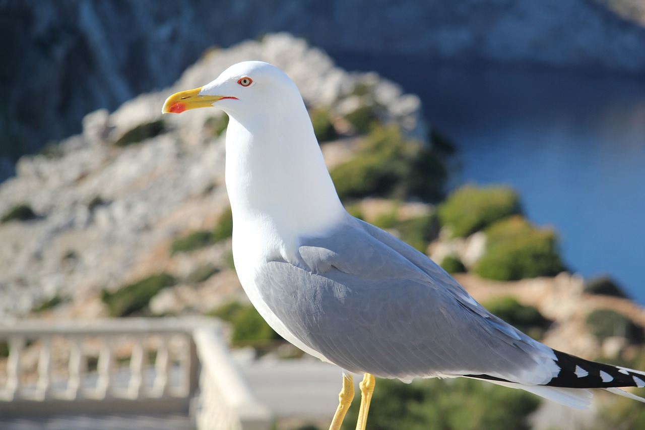 seagull animals nature free photo