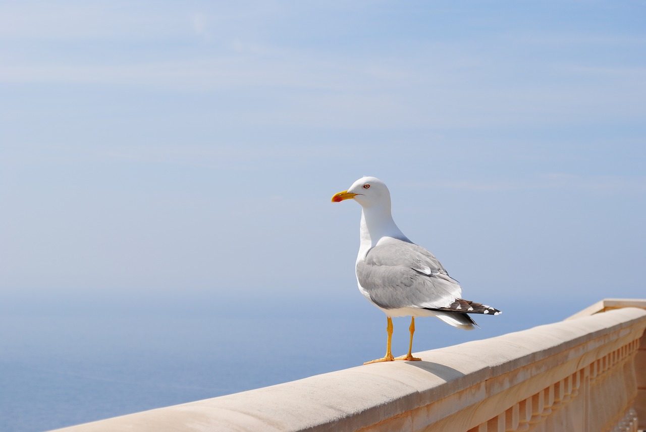 seagull sea spain free photo