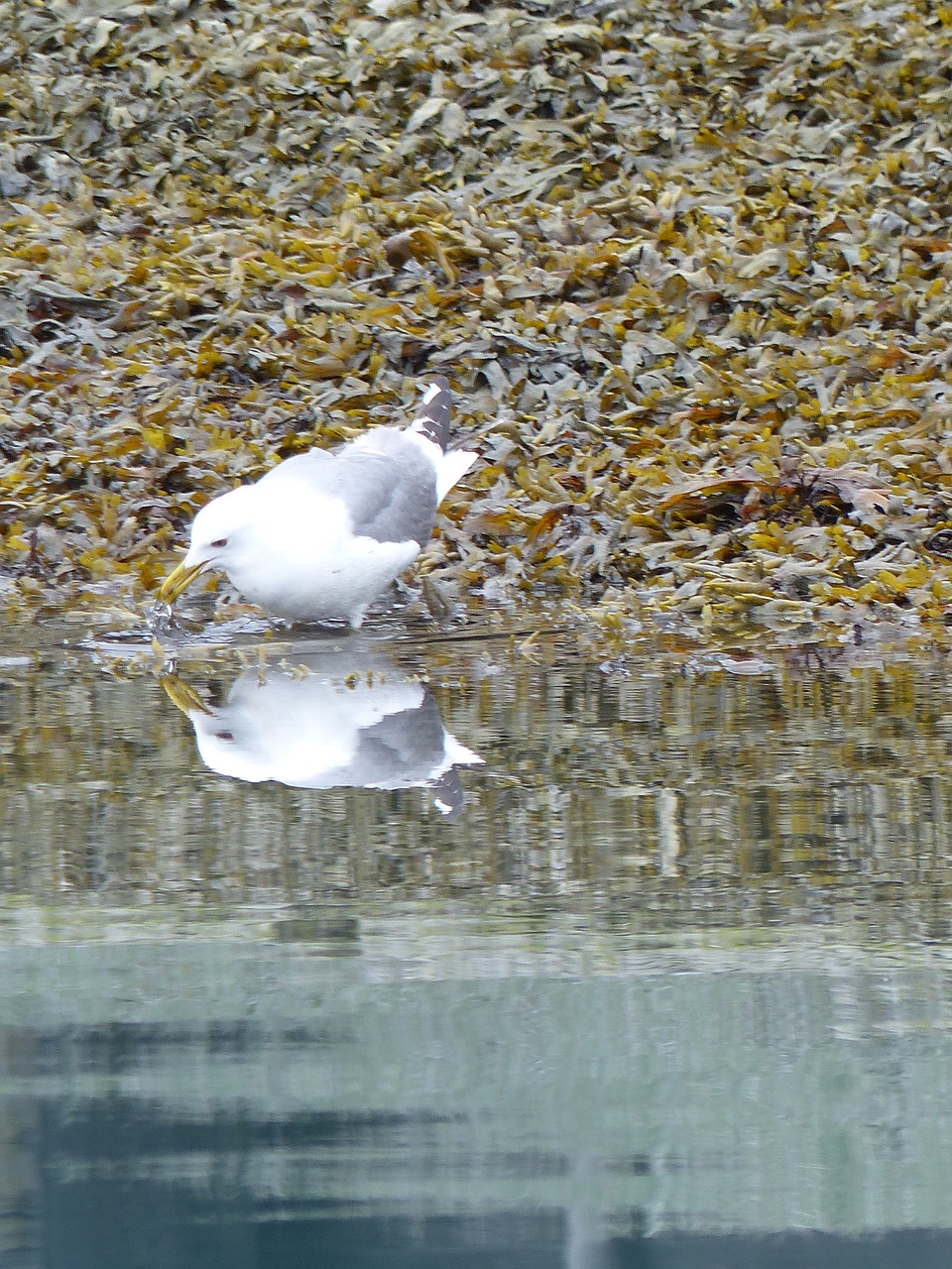 seagull bathing water free photo