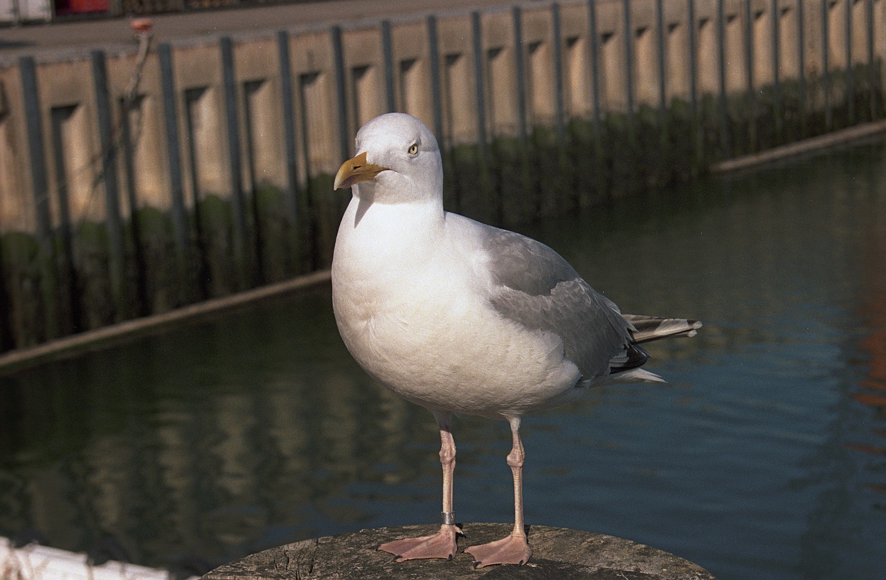 seagull standing docks free photo