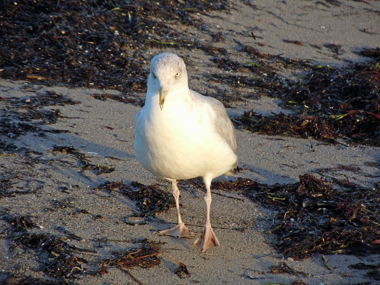 seagull close bird free photo