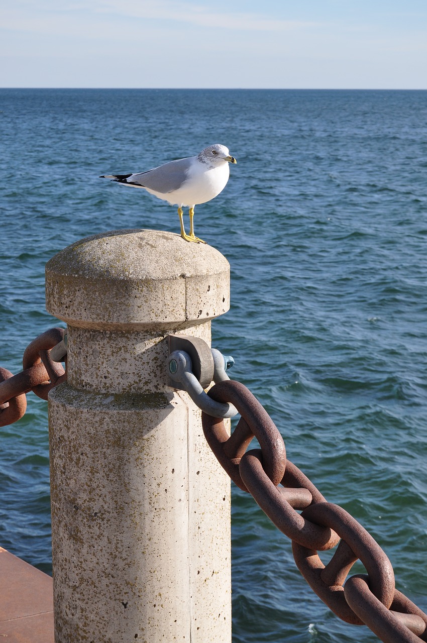 seagull waterfront bird free photo