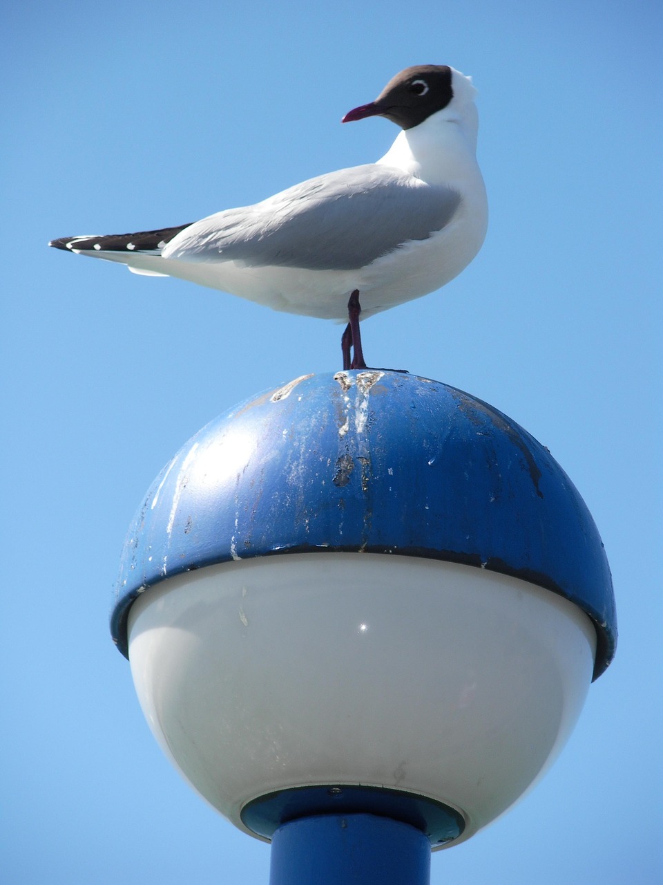 seagull bird animal free photo