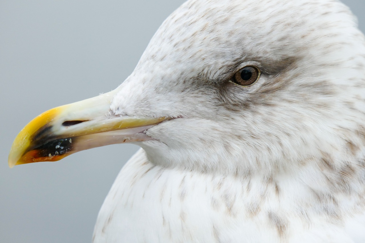 seagull sea animal free photo