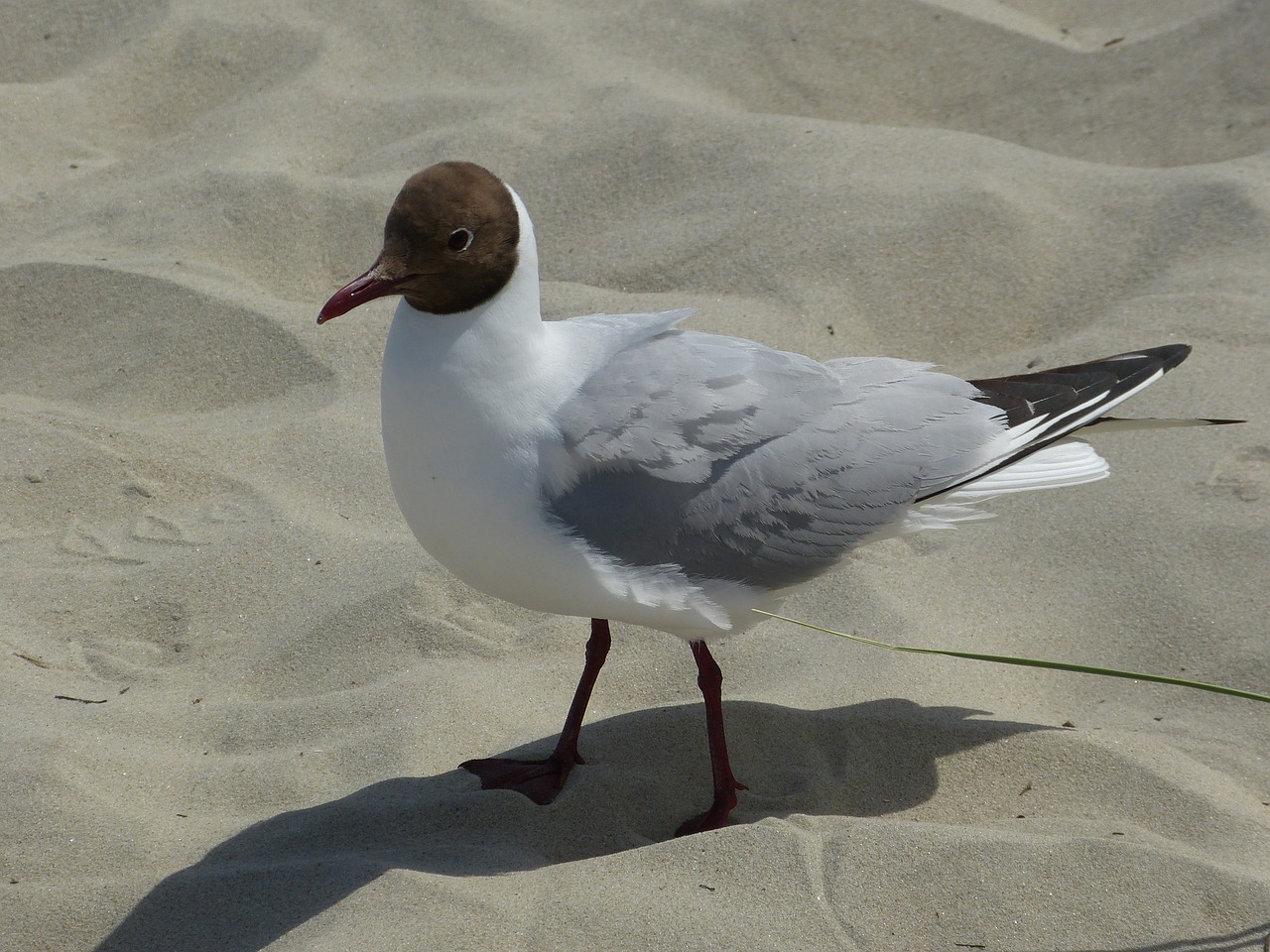 seagull sand beach free photo