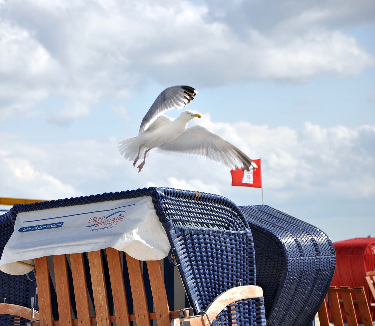 seagull beach chair north sea free photo