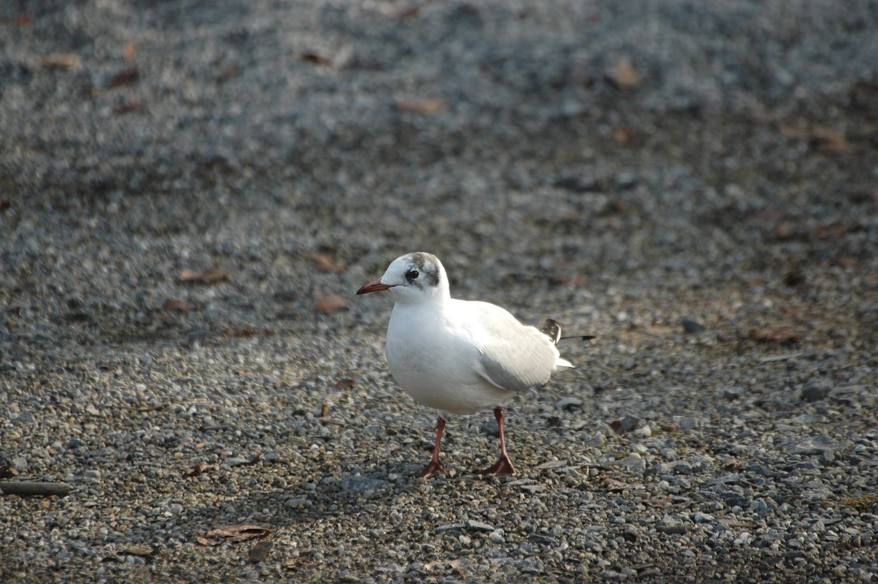 seagull water bird seevogel free photo