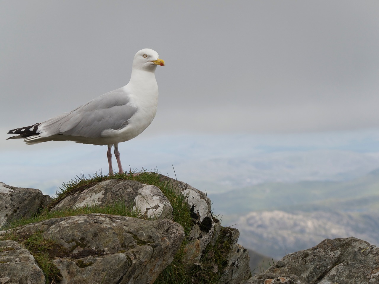 seagull wales outdoors free photo