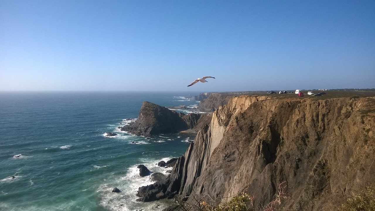 seagull slope cliff free photo