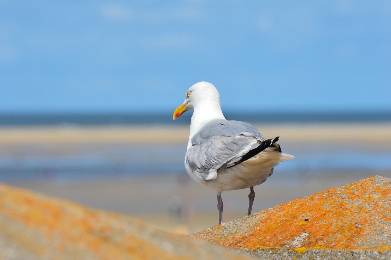 seagull borkum north sea free photo