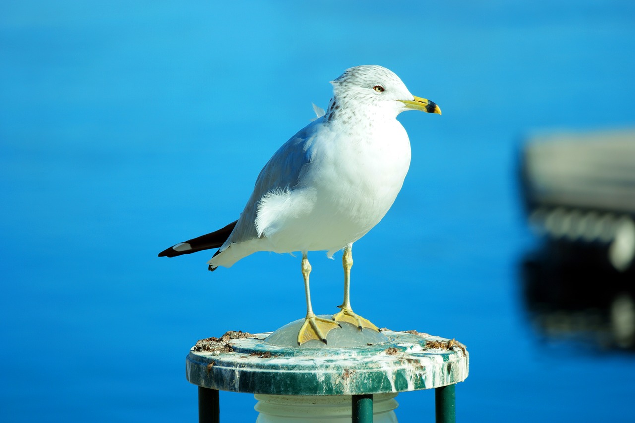 seagull bird gull free photo