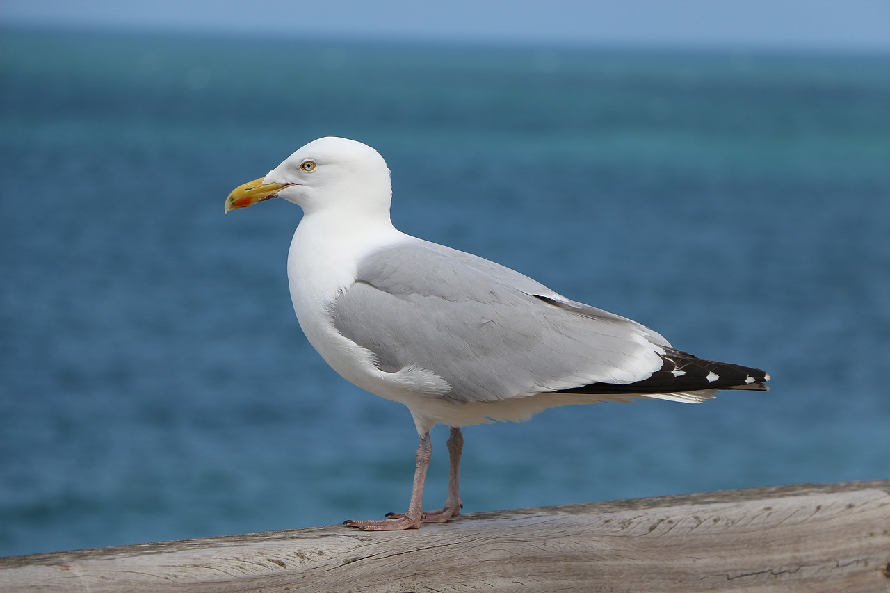 seagull bird animal free photo