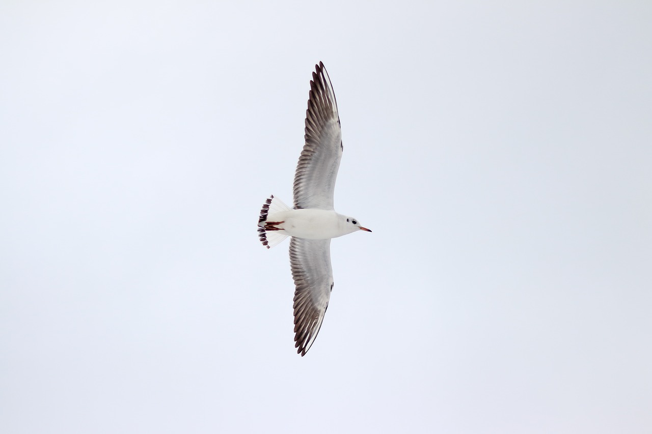 seagull bird wild bird free photo