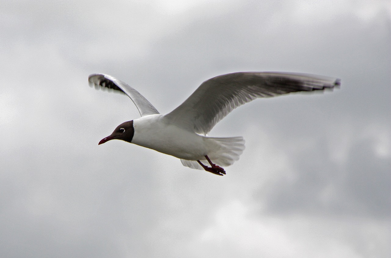 seagull north sea bird free photo