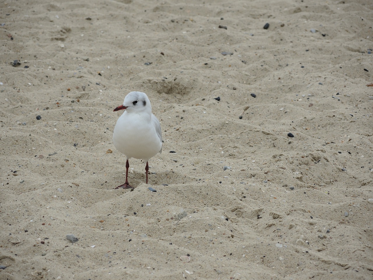 seagull north sea beach free photo