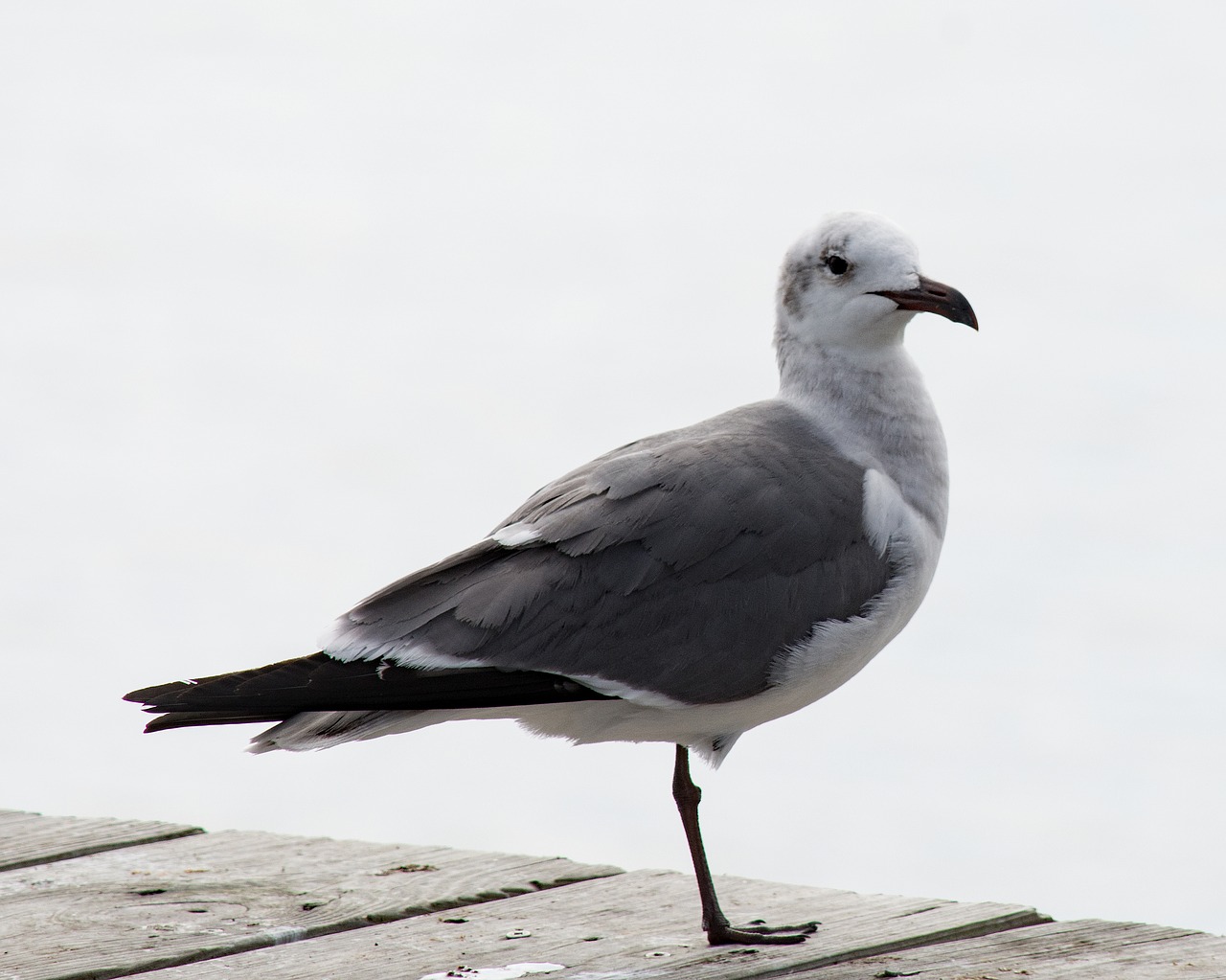 seagull bird white free photo