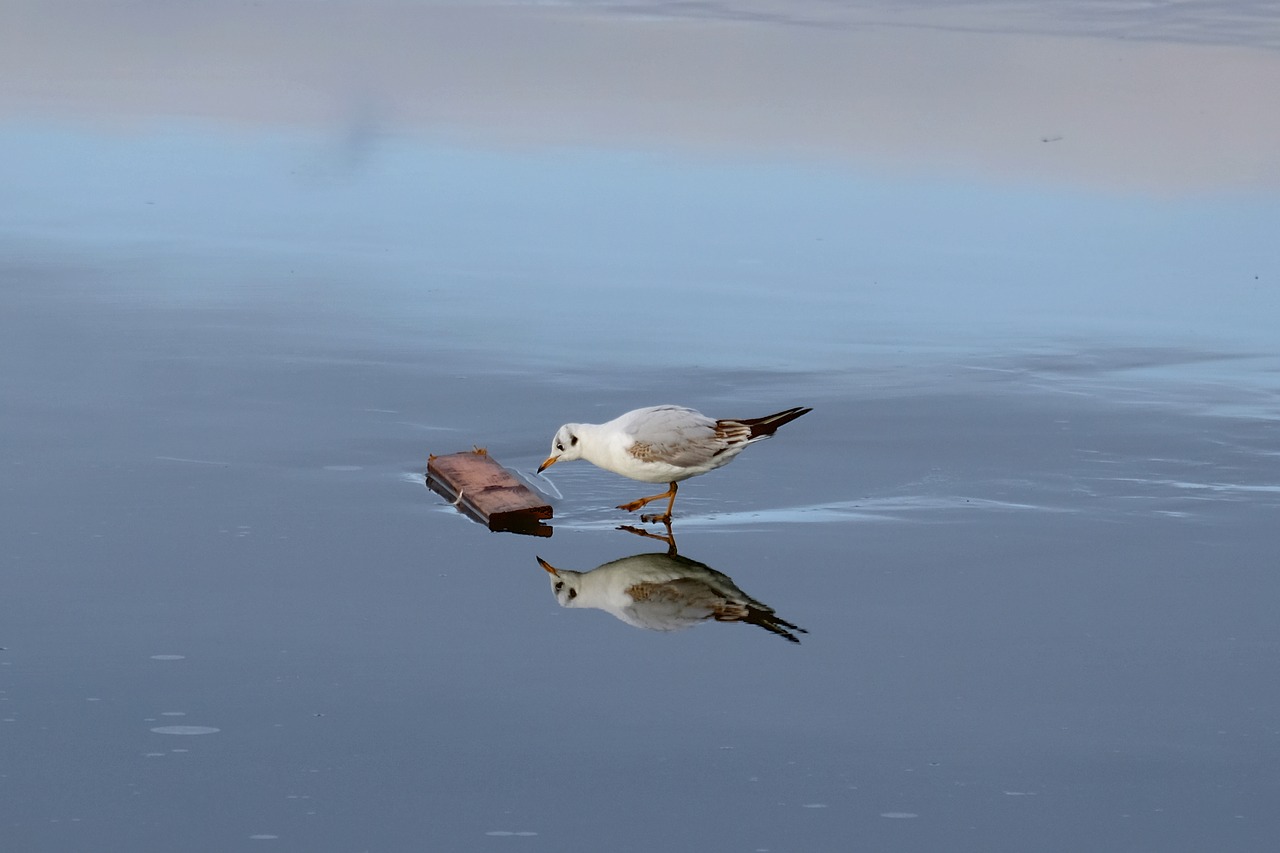 seagull ice bird free photo