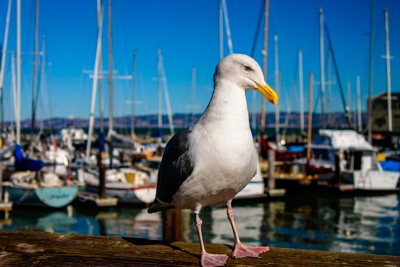 seagull bird sf free photo