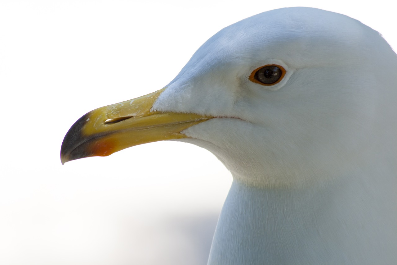 seagull beak bird free photo