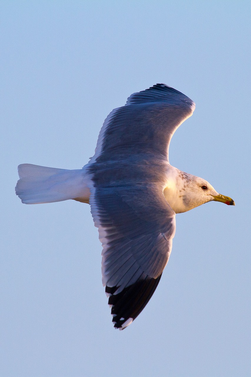seagull flight seabird free photo
