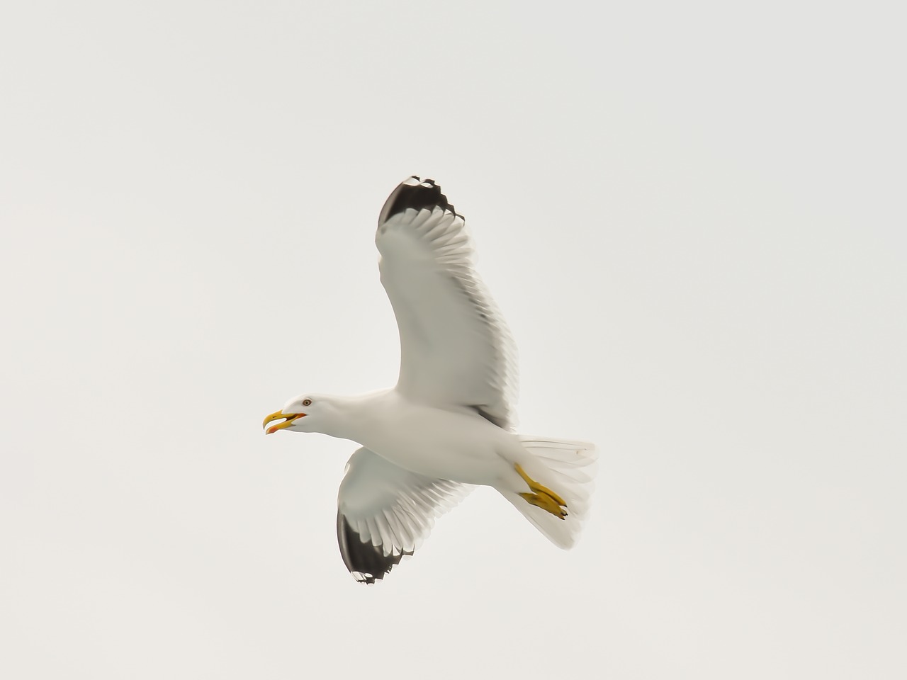 seagull bird white free photo