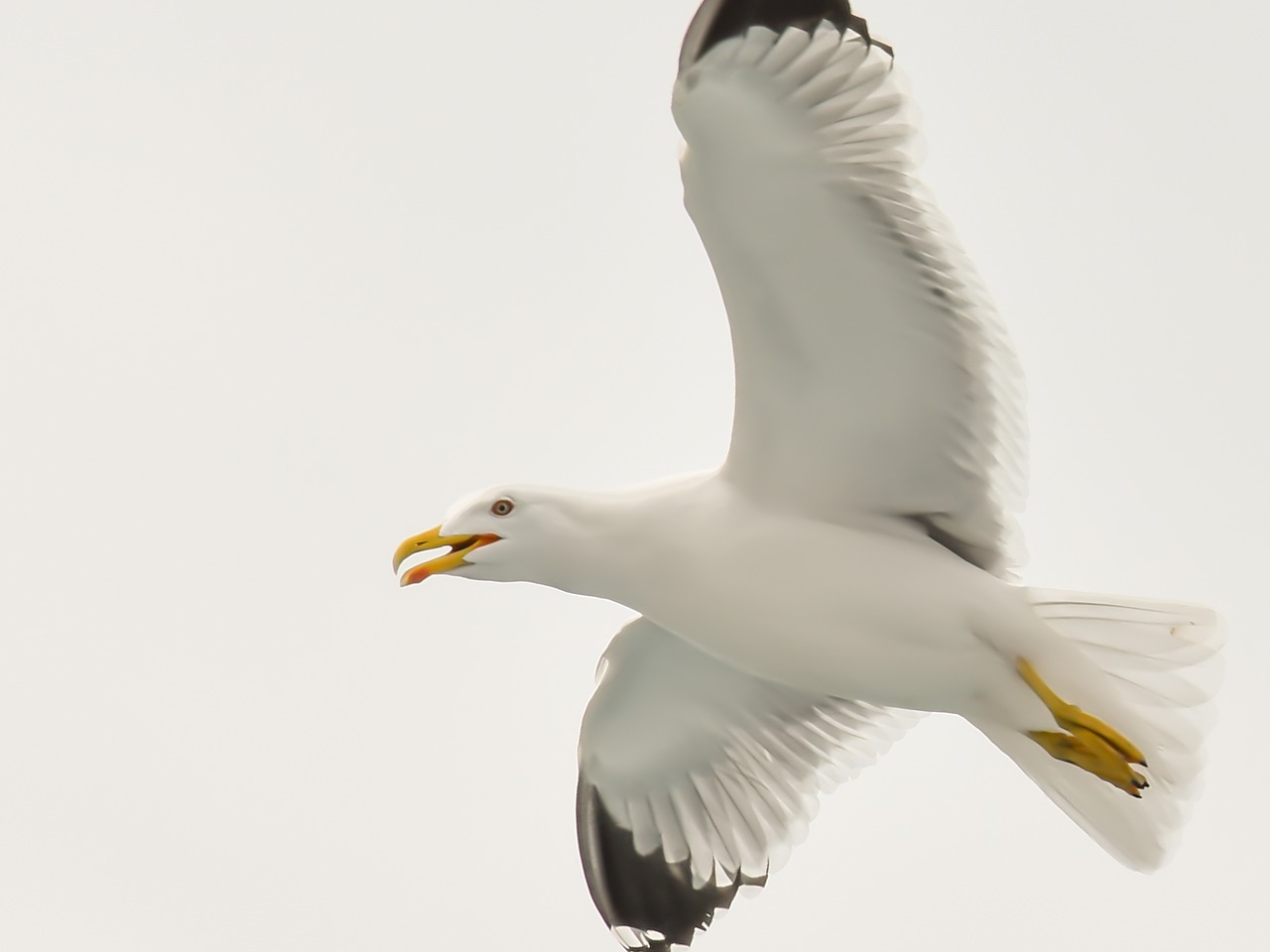 seagull sea aegean free photo