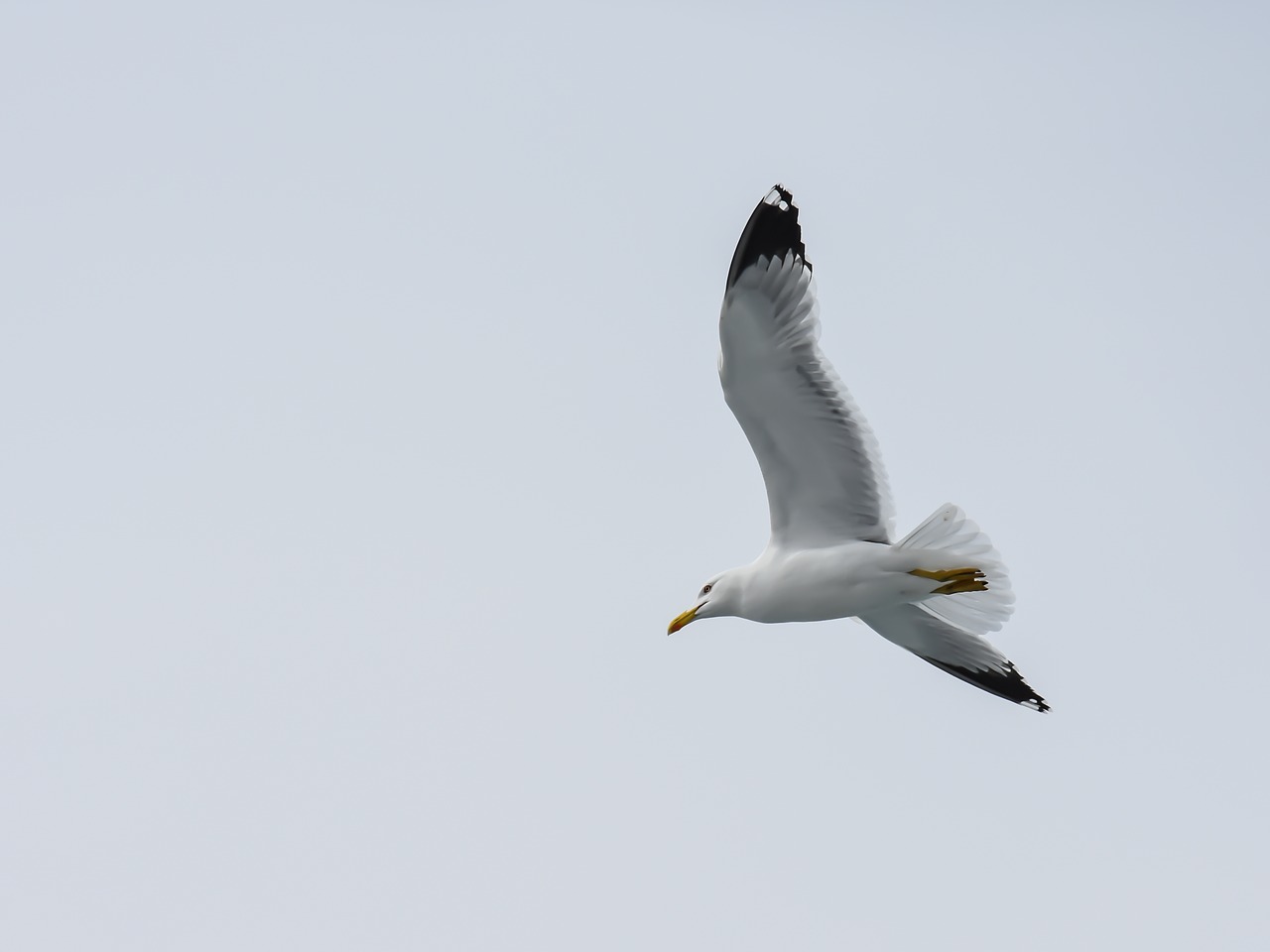 seagull sea bird free photo