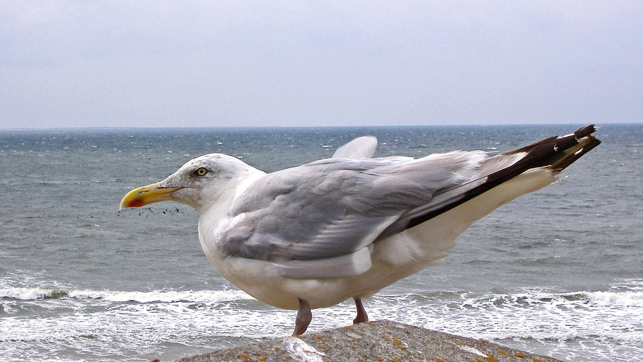 seagull sea north sea free photo