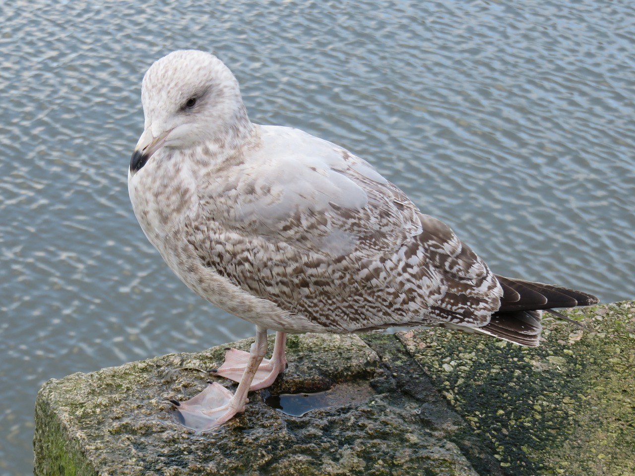 seagull bird seevogel free photo