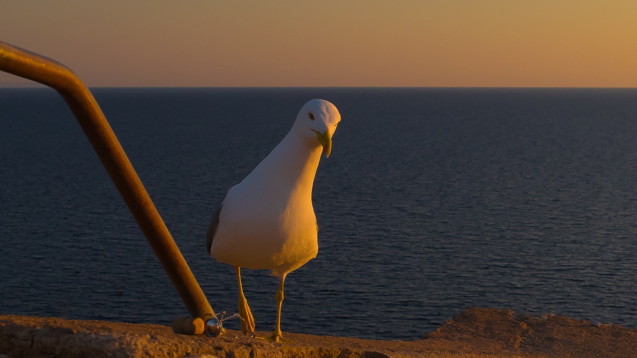 seagull curious view free photo