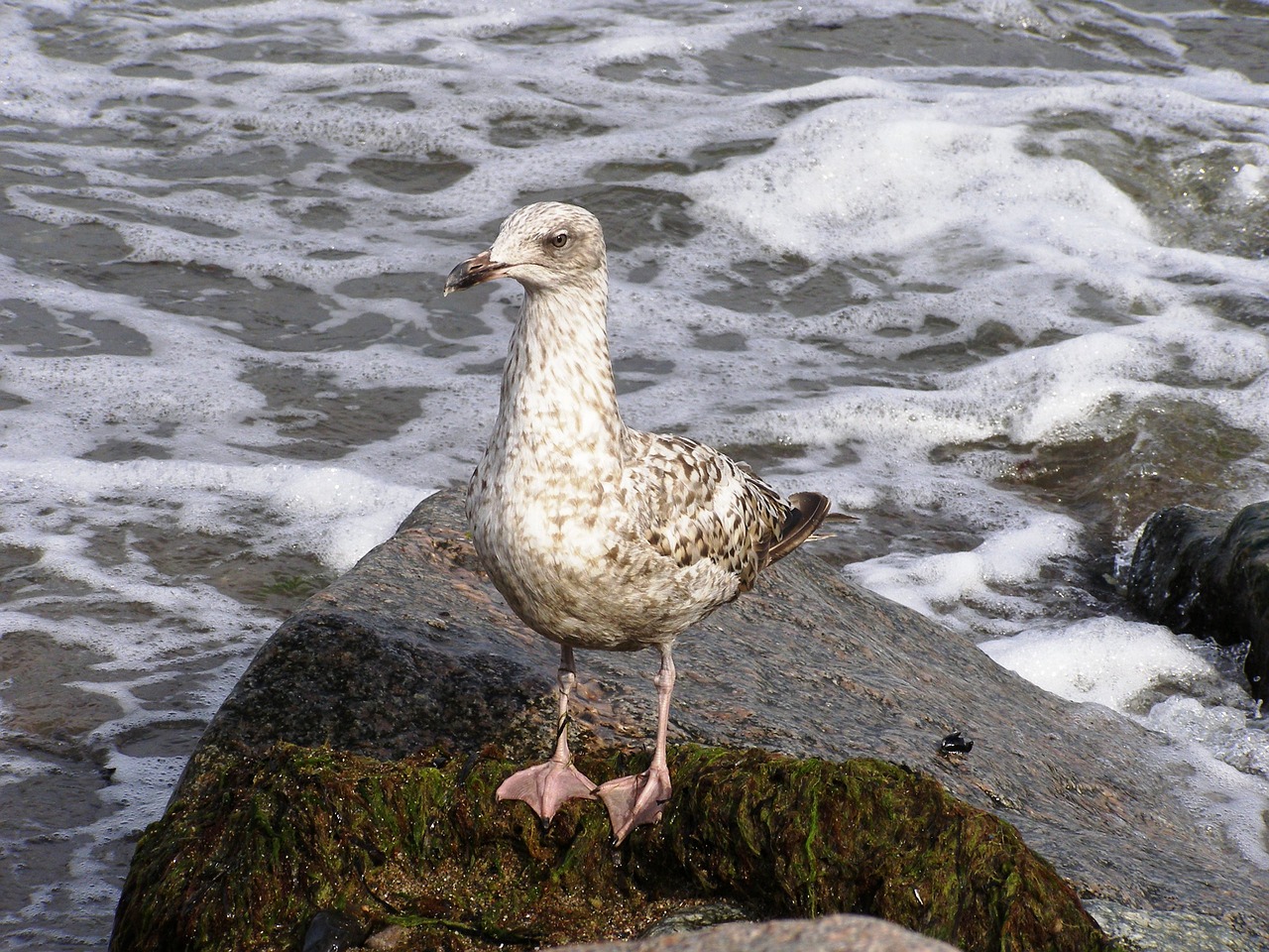 seagull baltic sea sea free photo