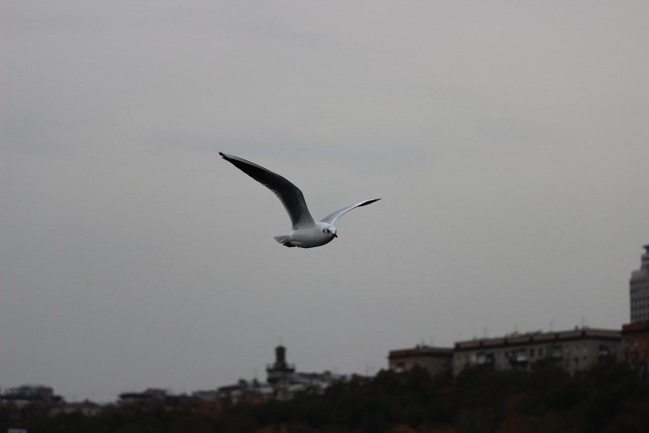 seagull white flight free photo