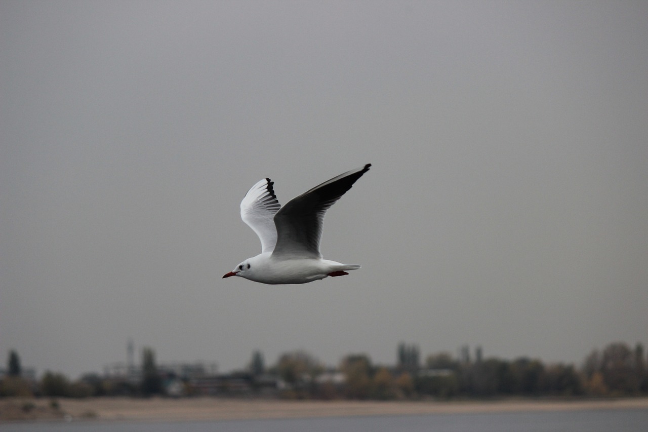 seagull white flight free photo
